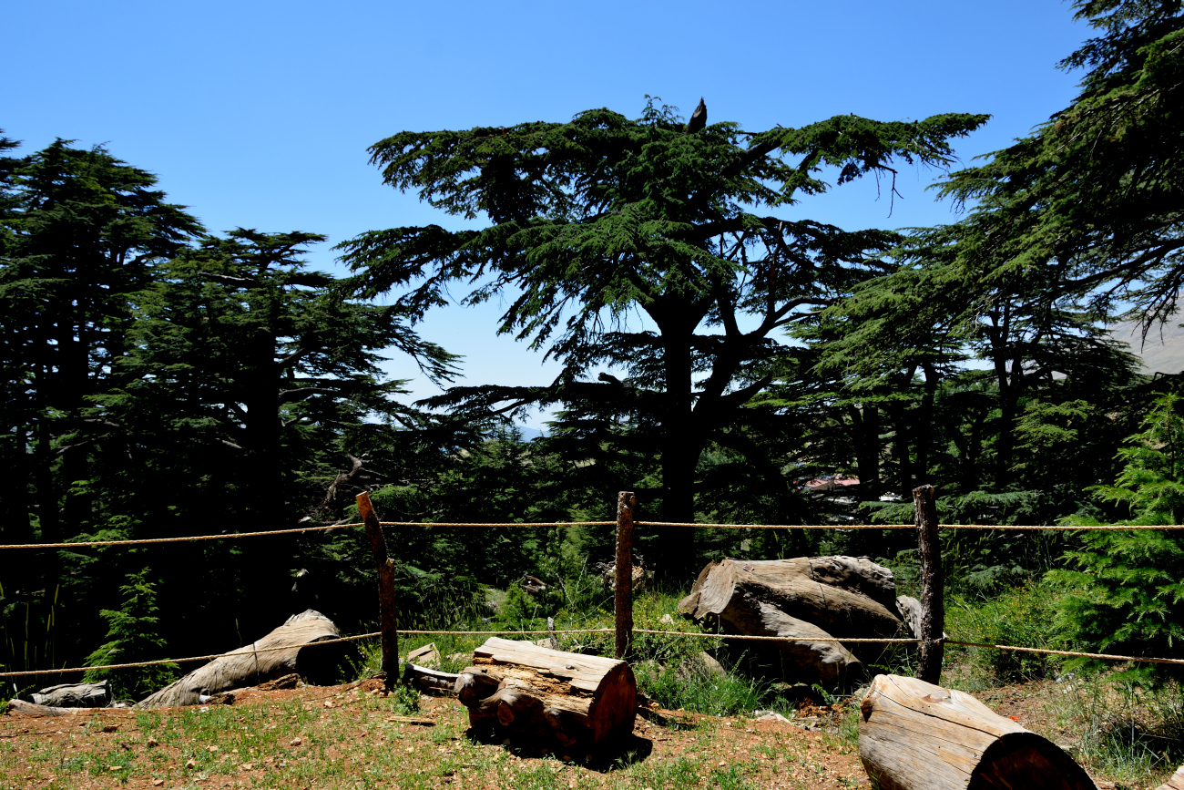 Cedars of God, 2022