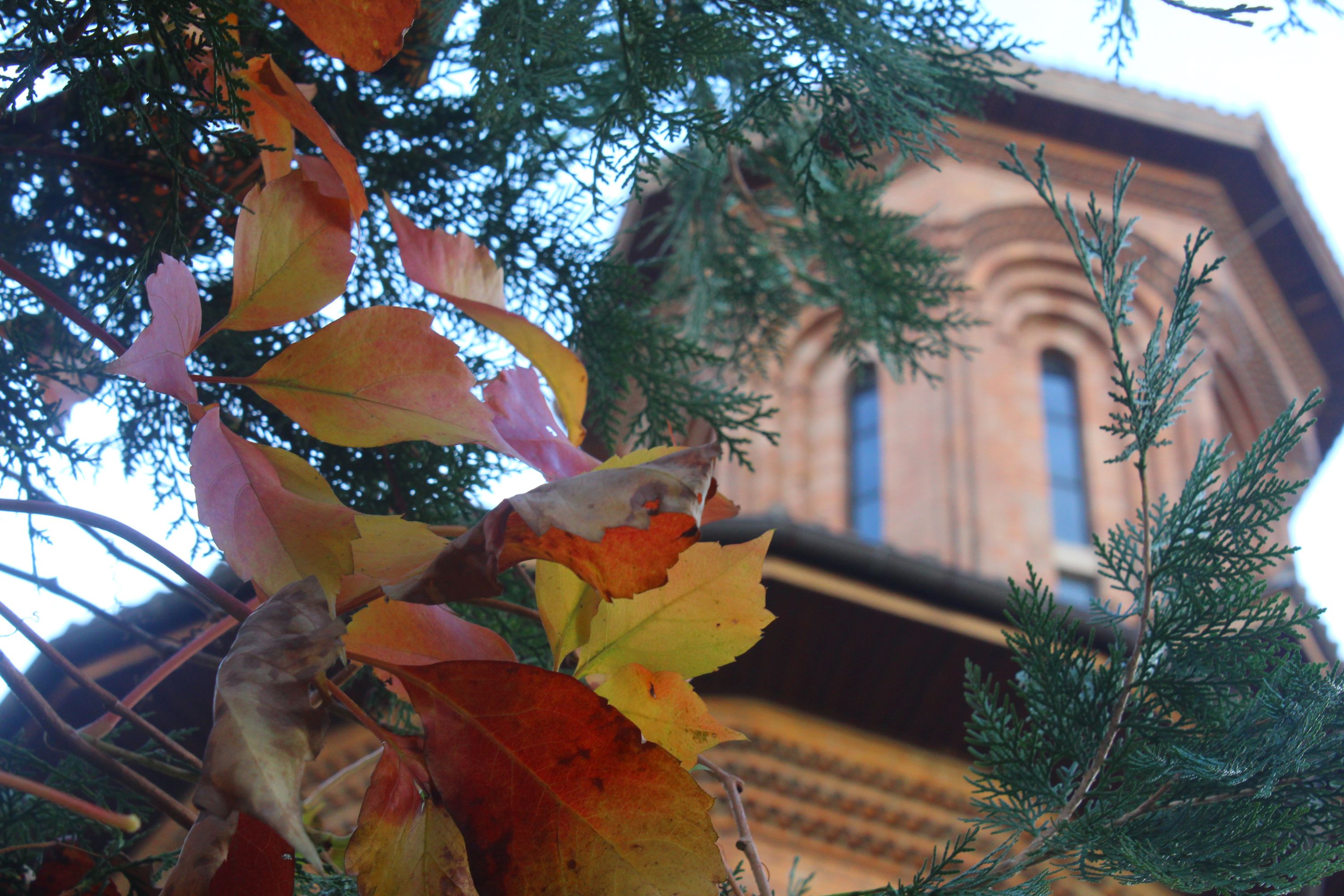 Autumn colors