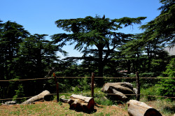 Sheep1389 
Cedars of God, 2022 
0 
2023-11-06 18:25:08