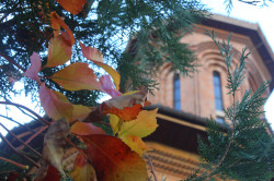  
Autumn colors 
2023-11-24 22:56:33