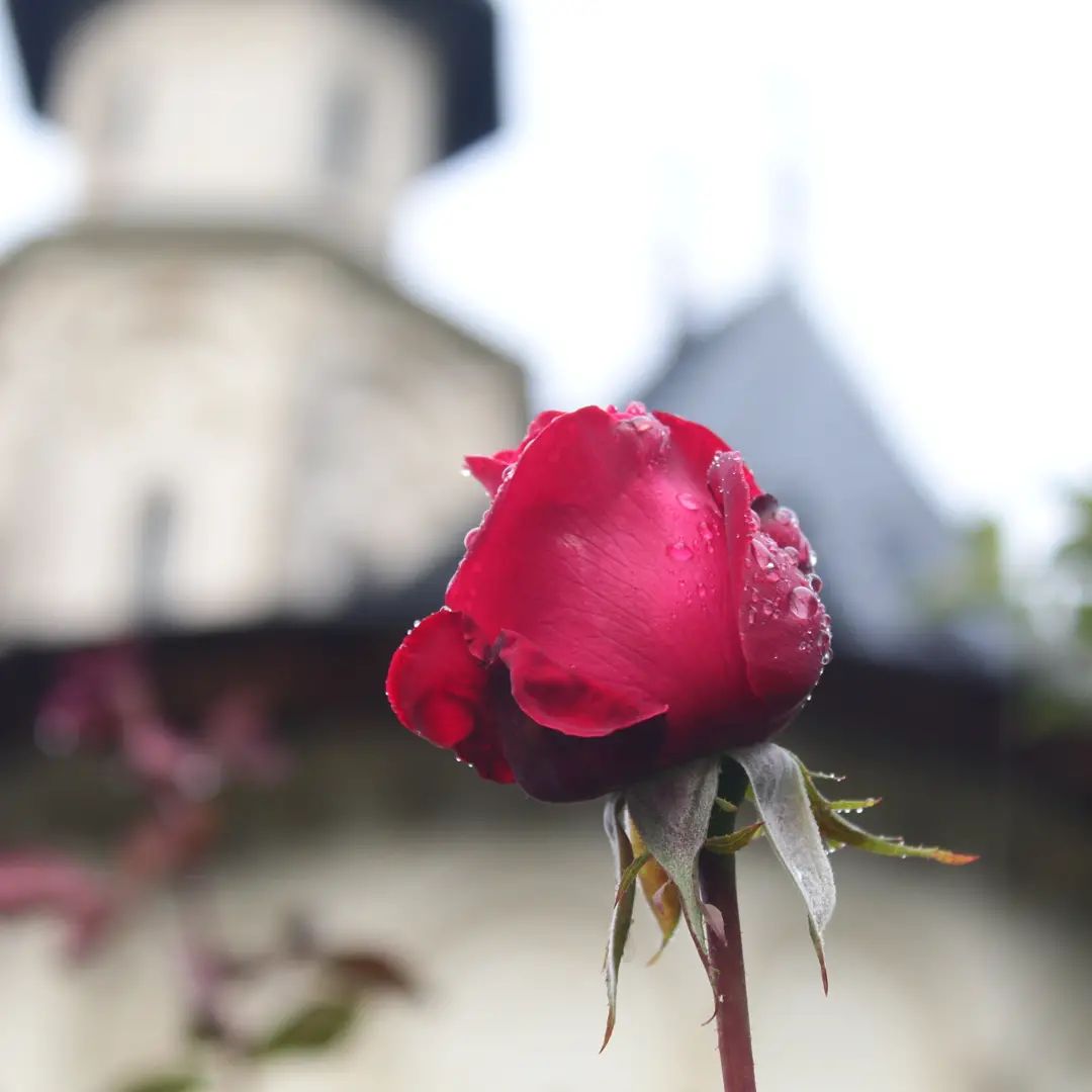 Putna Monastery
