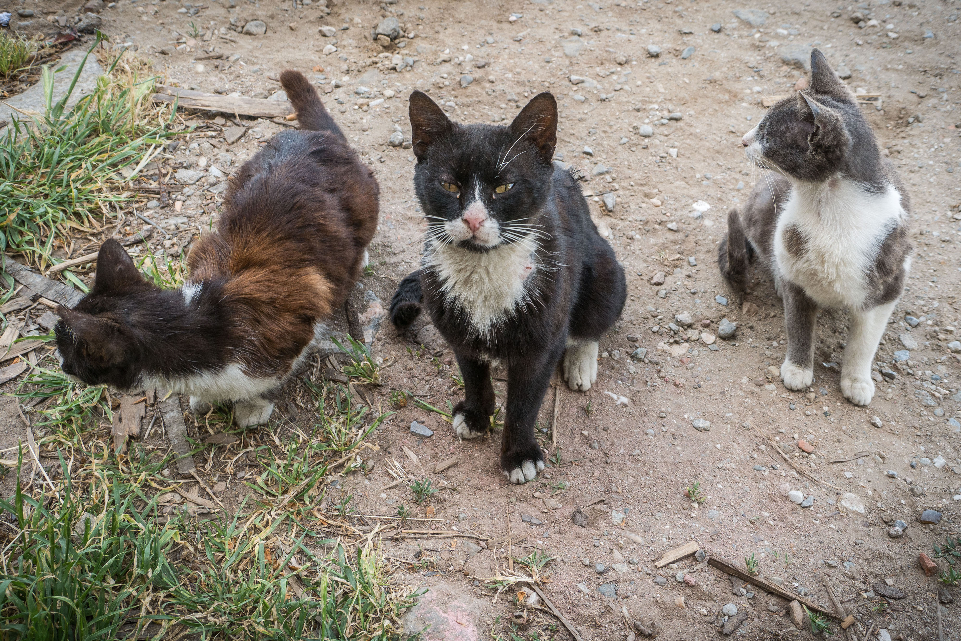 Cats of Athos