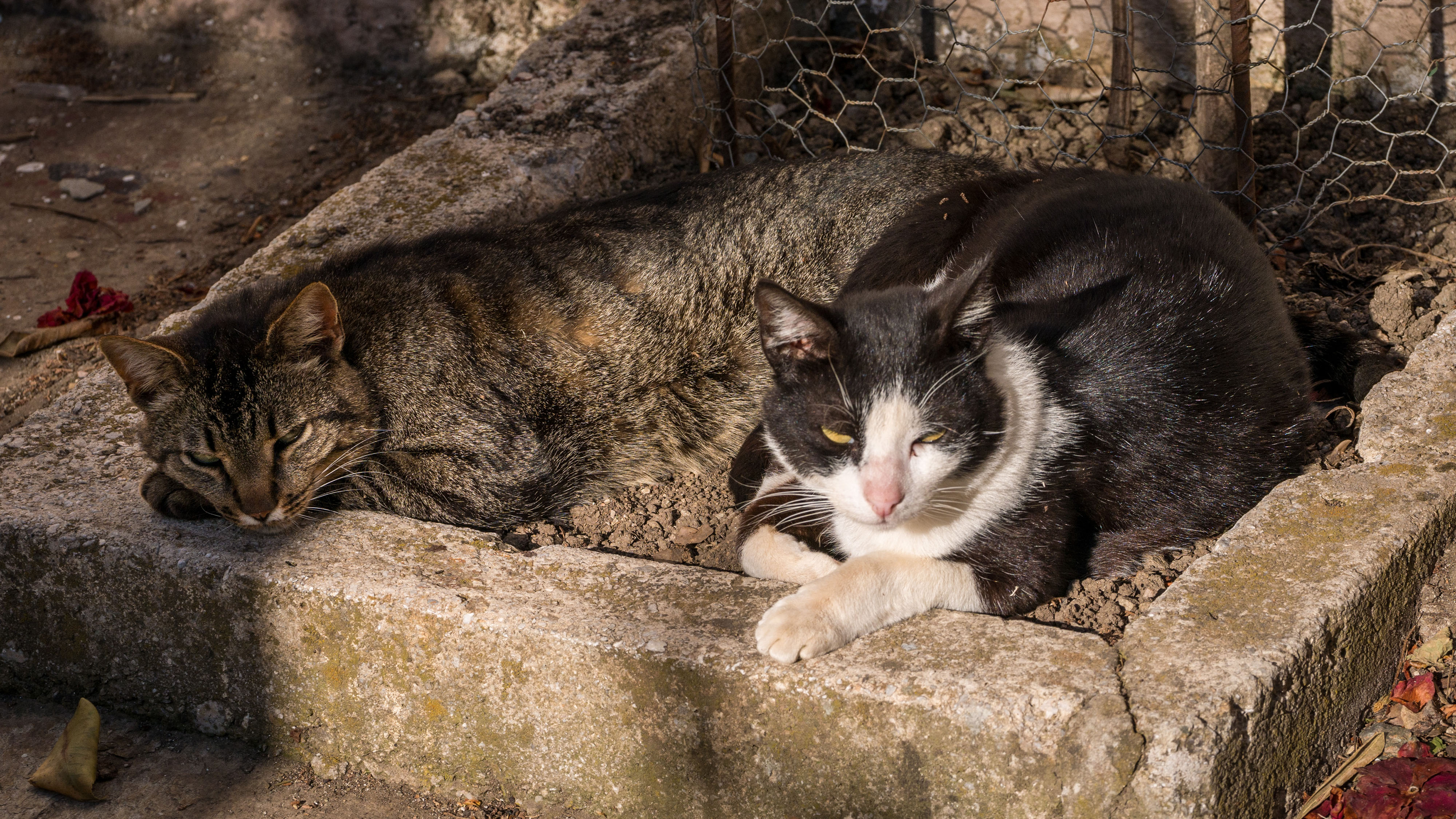 Cats of Athos