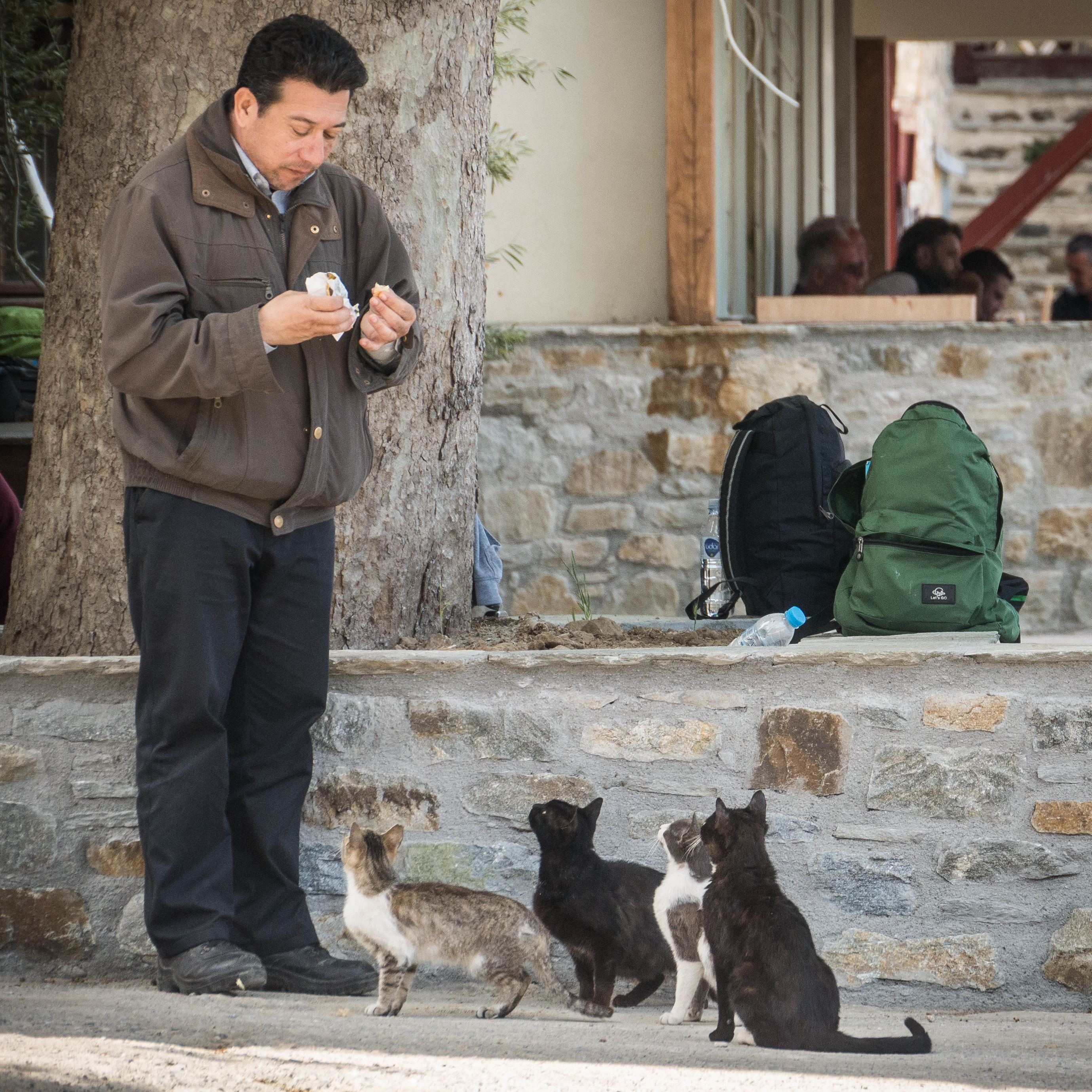 Cats of Athos