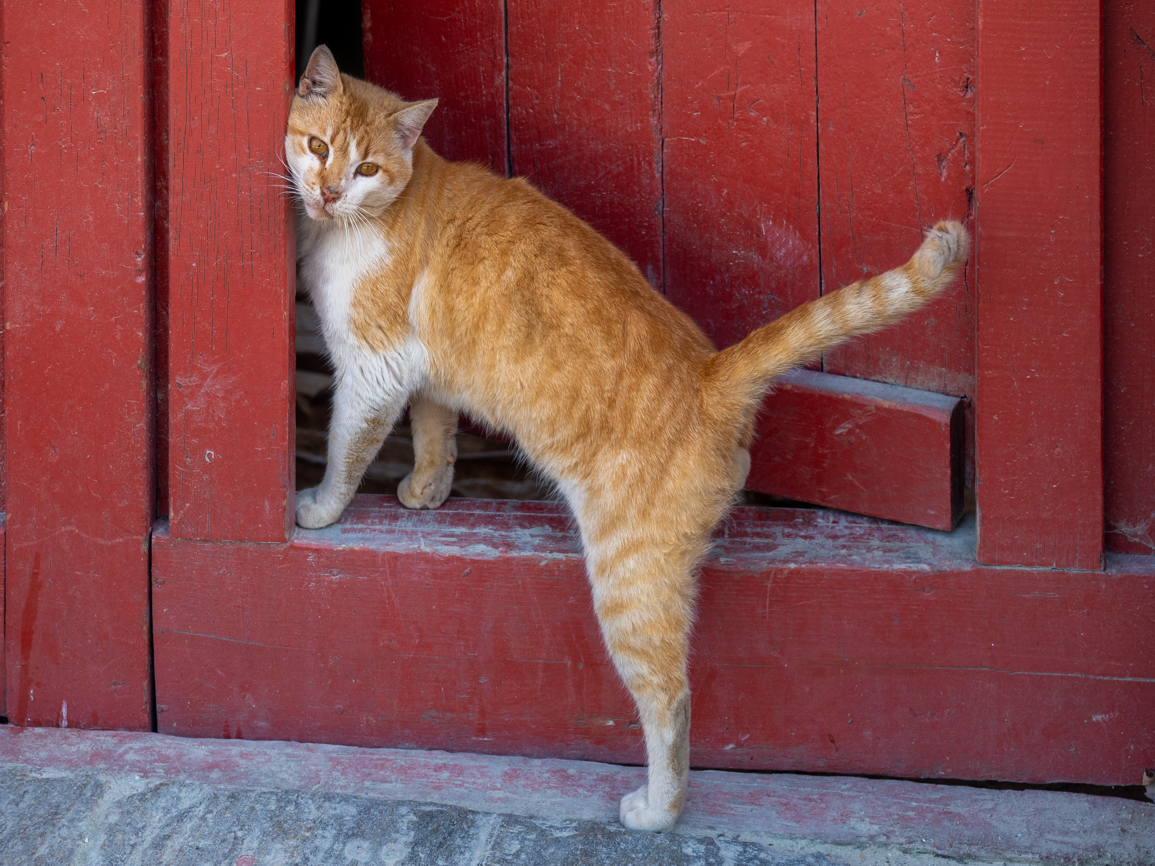 Cats of Athos