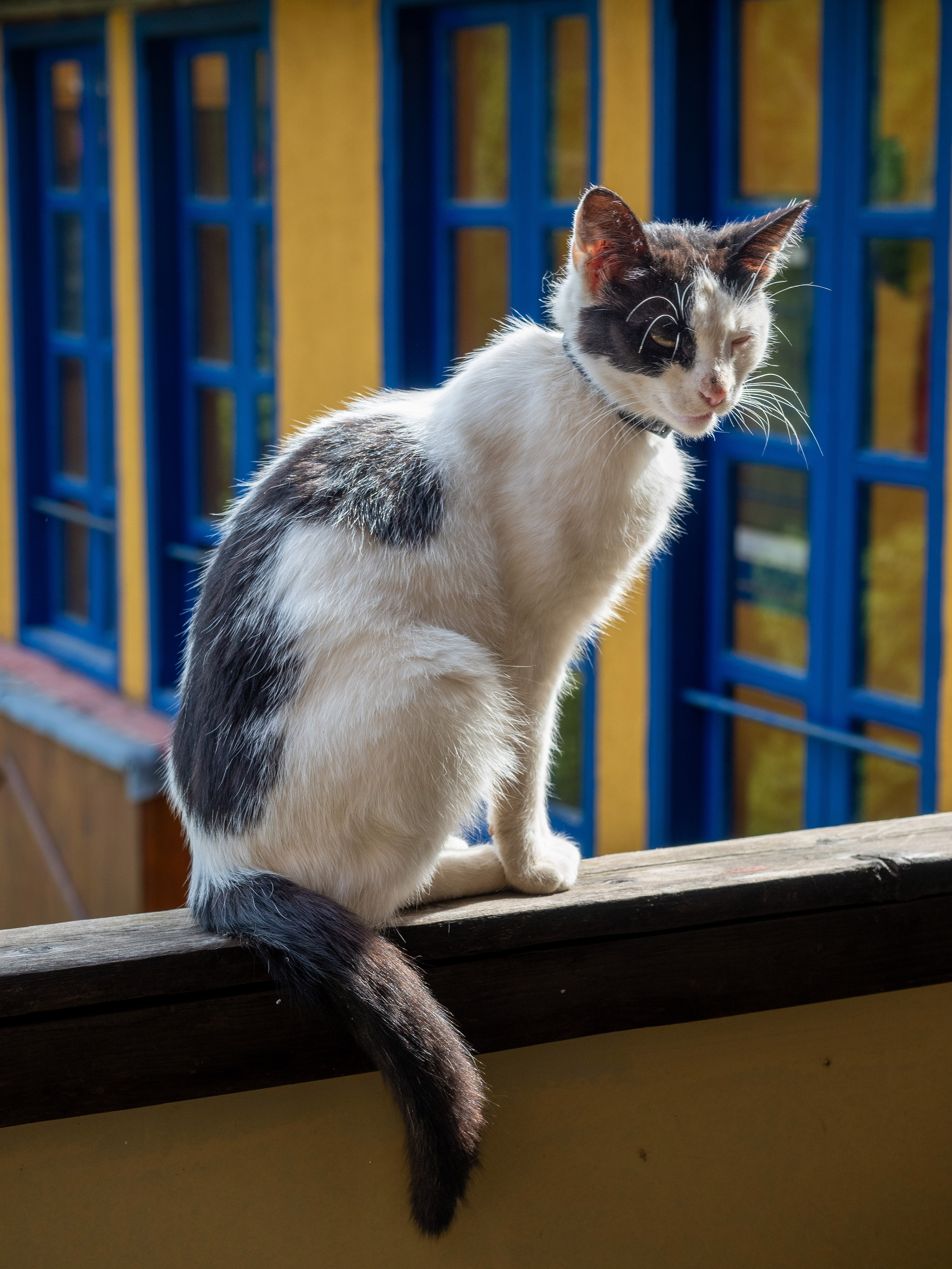 Cats of Athos