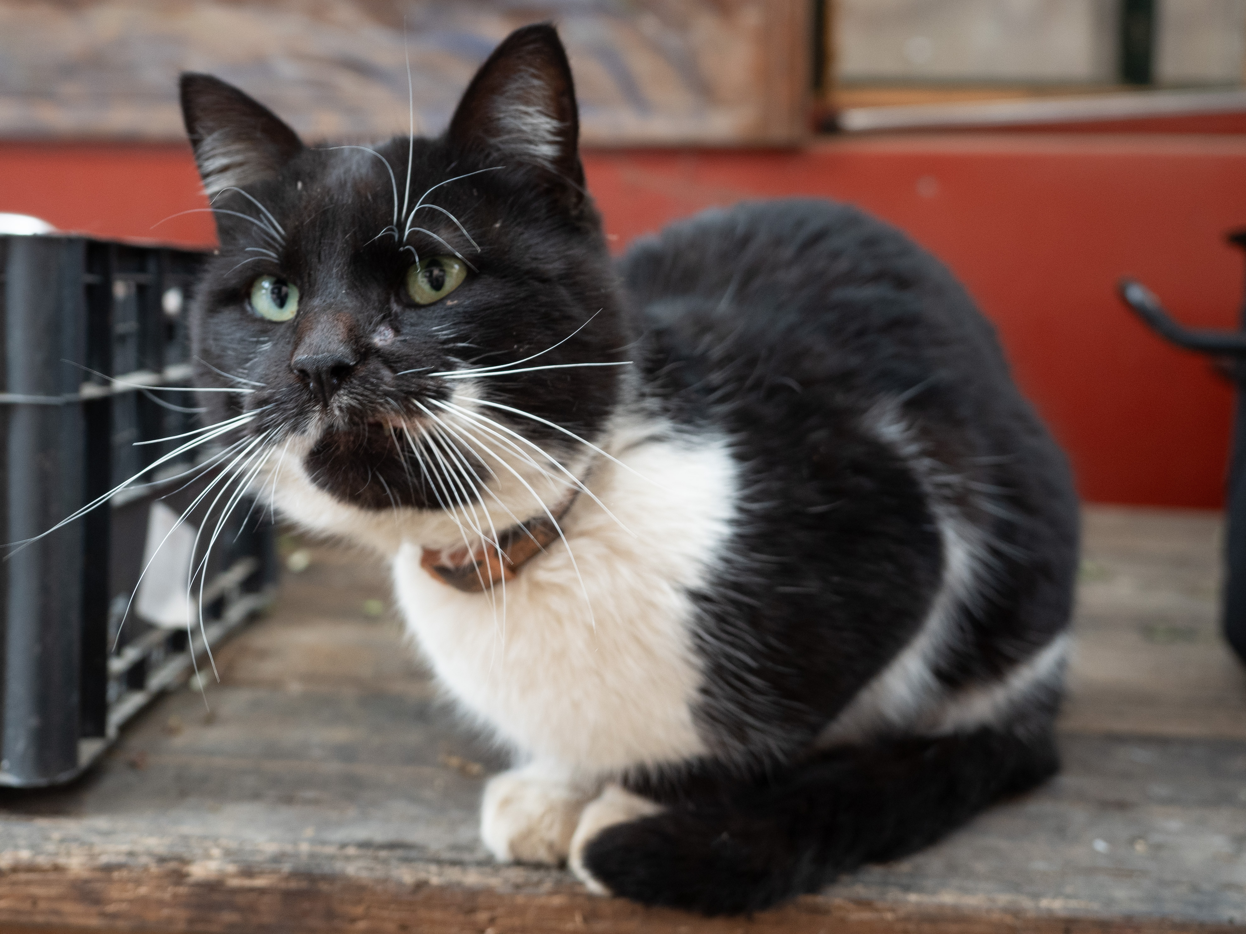 Cats of Athos