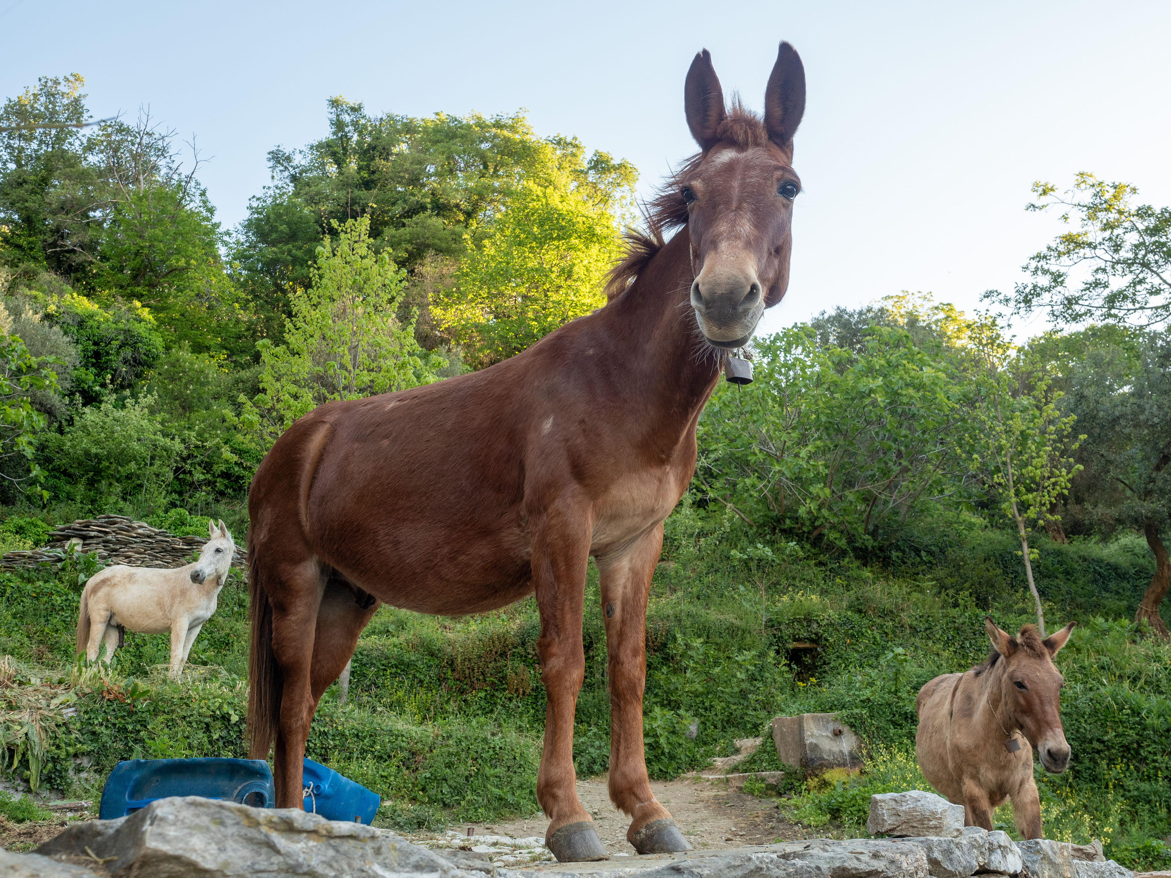 Monastery Mule Power