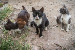Lazo 
Cats of Athos 
2024-10-04 02:05:06