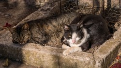 Lazo 
Cats of Athos 
2024-10-04 02:06:08