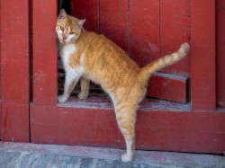 Lazo 
Cats of Athos 
2024-10-04 02:09:25