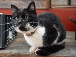 Lazo 
Cats of Athos 
2024-10-04 02:12:37