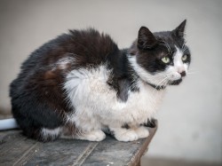 Lazo 
Cats of Athos 
2024-10-05 23:15:37