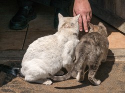 Lazo 
Cats of Athos 
2024-10-05 23:17:25