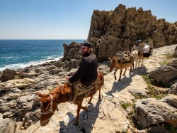 Lazo 
Mules to the Monastery 
2024-10-05 23:21:28
