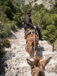 Lazo 
Mules to the Monastery 
14 
2024-10-05 23:23:02