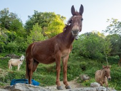 Lazo 
Monastery Mule Power 
2024-10-05 23:24:25