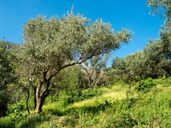 Lazo 
Springtime beneath Mt. Athos 
2024-10-09 01:22:47