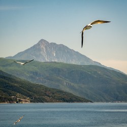 Lazo 
Gulls, Mt. Athos, Agios Oros, Greece 
15 
2024-10-11 20:16:11