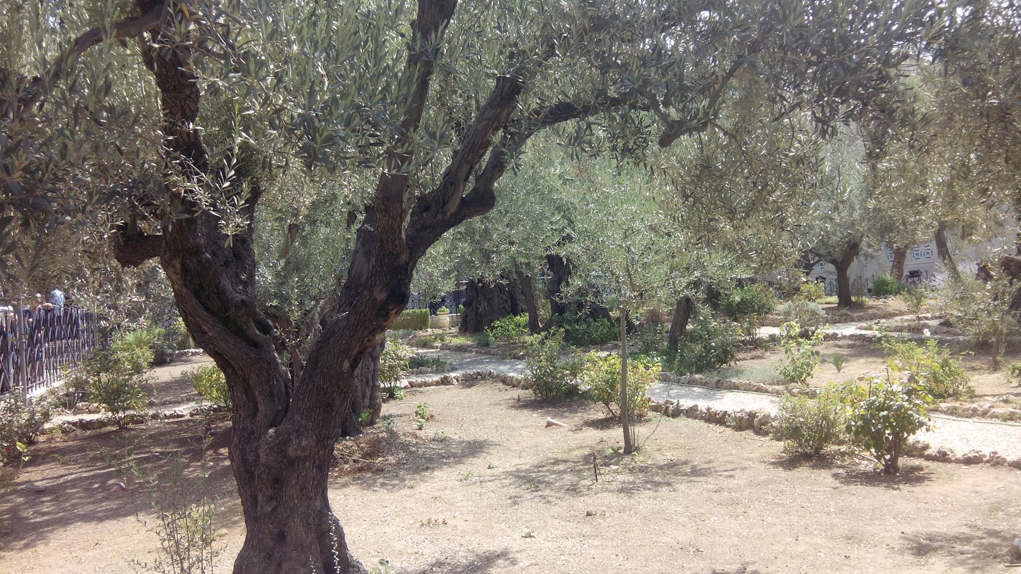Gethsemane Garden