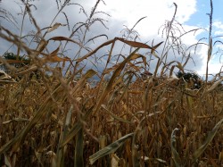 Sheep1389 
Monaster w Zaleszanach i kłosy kukurydzy, 2025 
2025-10-02 20:01:26