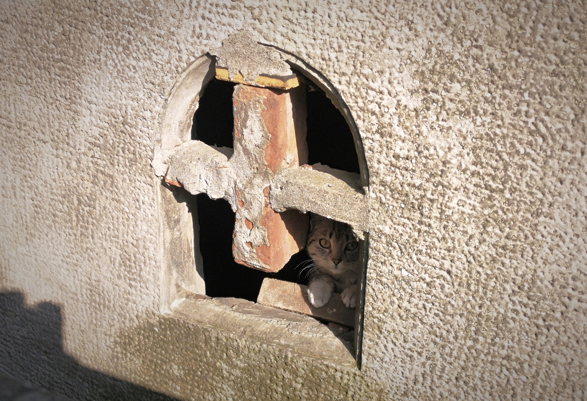 Kotek w grobie, prawosławny cmentarz na Woli, 2026