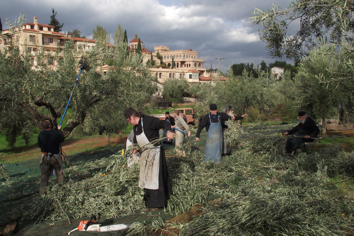 Zbiór oliwek w monasterze Paraklitu 