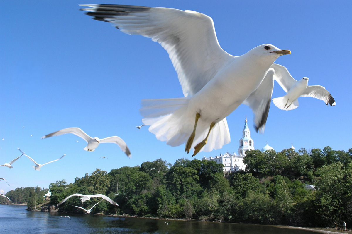 Ангелы Валаама